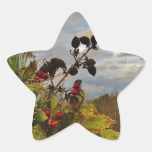 Sticker Étoile Elegant Holly Christmas,