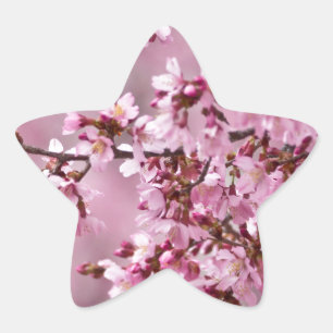 Sticker Étoile Fleurs de Cerisier Sakura Pastel Rose Calquees