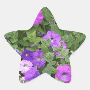 Sticker Étoile Fleurs printanières Jardin mauve Pétunia Photo f