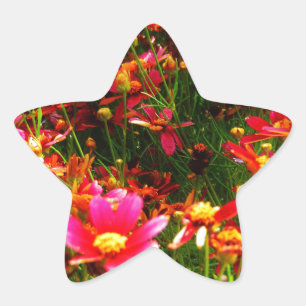 Sticker Étoile Fleurs sauvages rose et jaune pâle
