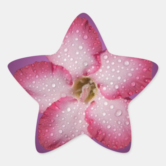 Sticker Étoile Flore rose Adenium Violet rayé (Devant)