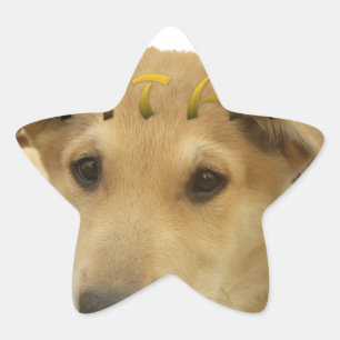 Sticker Étoile "Hakuna Matata Pup" – Amour de chiot sans souci