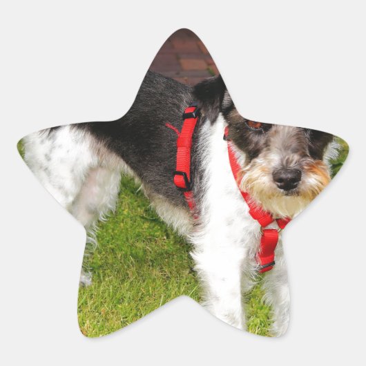 Sticker Étoile jack russel terrier (Devant)