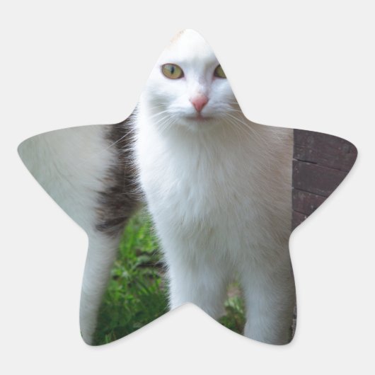 Sticker Étoile Les chats jouent (Devant)
