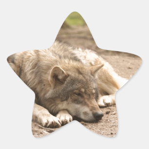 Sticker Étoile Loup Animal Paix Amour Sauvage Pays Nature