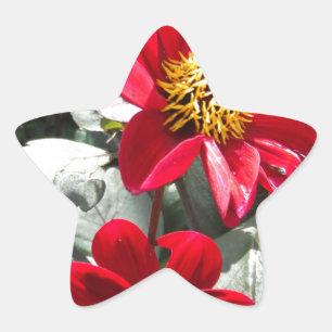 Sticker Étoile marguerite rose chaud rouge / marguerites fleurs