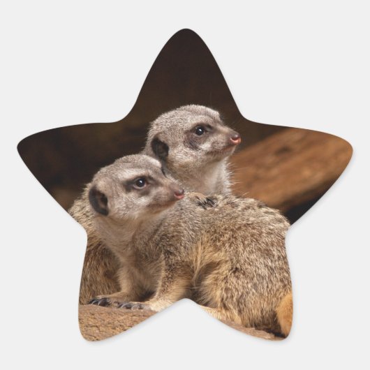 Sticker étoile Meerkat (Devant)