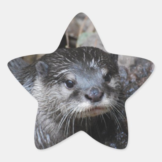 Sticker Étoile Muddy Otter (Devant)