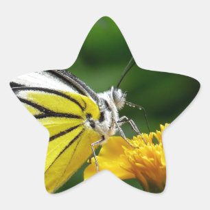 Sticker Étoile Papillon jaune et rouge sur Fleur Jaune