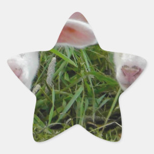 Sticker Étoile Pensée animale de bébé jumeau d'agneau à vous