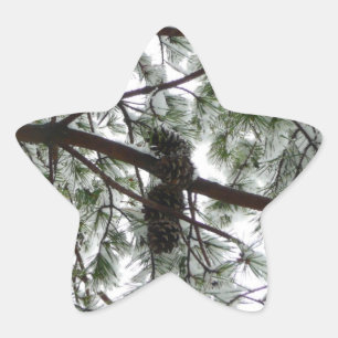 Sticker Étoile Photo hivernale sous le pin couvert de neige