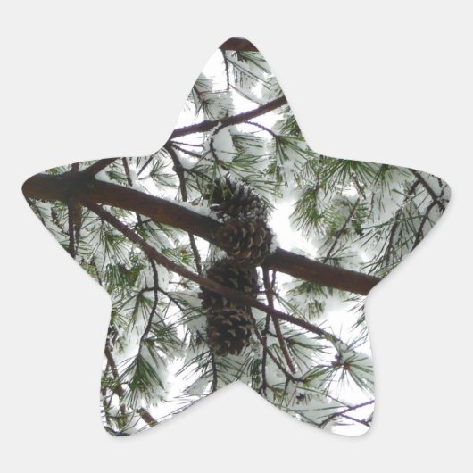 Sticker Étoile Photo hivernale sous le pin couvert de neige (Devant)