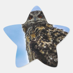Sticker Étoile Plumes d'oiseau de hibou Animal Nature Destin Paix