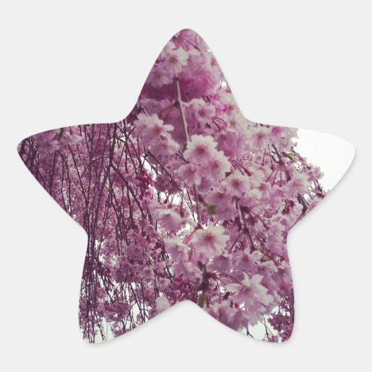 Sticker Étoile Printemps (Devant)