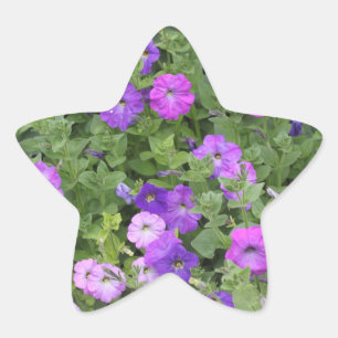 Sticker Étoile Printemps Été Floral Purple Petunia Décor