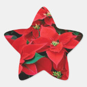 Sticker Étoile Red Poinsettia Holiday (Devant)