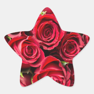 Sticker Étoile Roses Reddy Belle