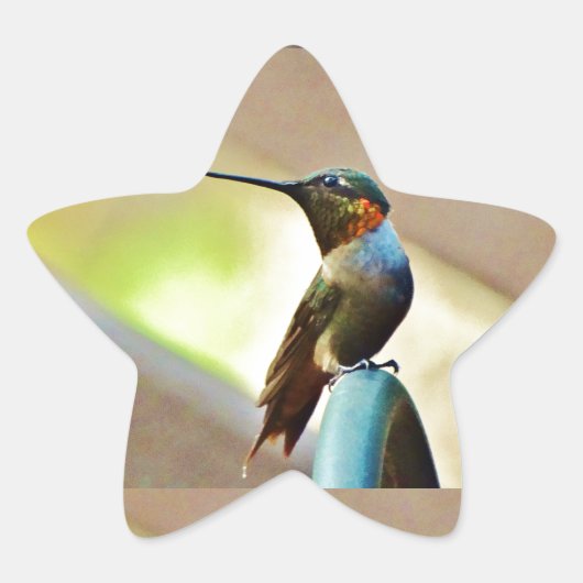 Sticker Étoile Ruby perché et petit colibri vert (Devant)