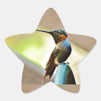 Sticker Étoile Ruby perché et petit colibri vert