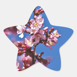 Sticker Étoile Sakura Cerisiers en Fleur Touchant le Bleu