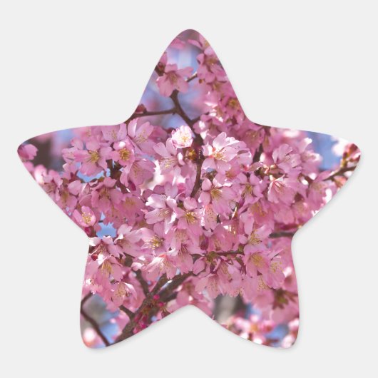 Sticker Étoile Sakura Pink Cherry Blossom Sky (Devant)