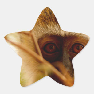 Sticker Étoile Singe effronté.