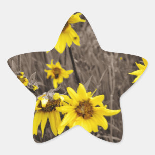 Sticker Étoile Tournesol dans la Montagne Rocheuse