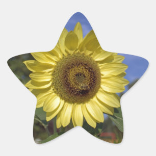 Sticker Étoile Tournesol d'été parfait dans un ciel bleu.