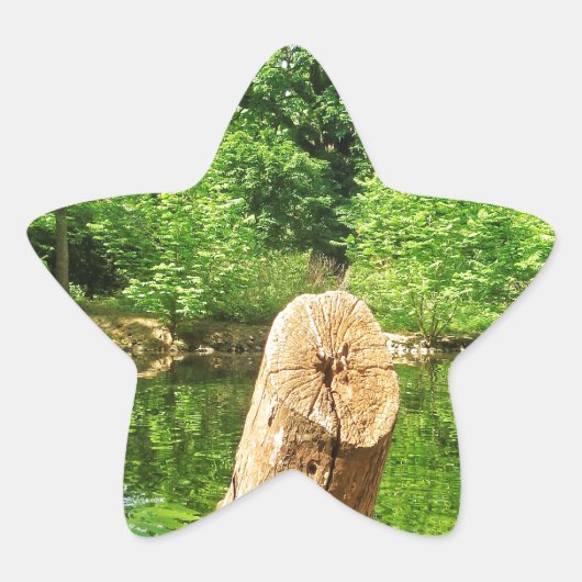 Sticker Étoile Tree Trunk Nature Photographie Parc du lac (Devant)