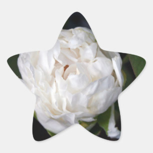 Sticker Étoile White Peony - Photographie florale -