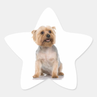 Sticker Étoile Yorkshire Terrier