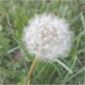 Sticker Faire un voeu (Devant)