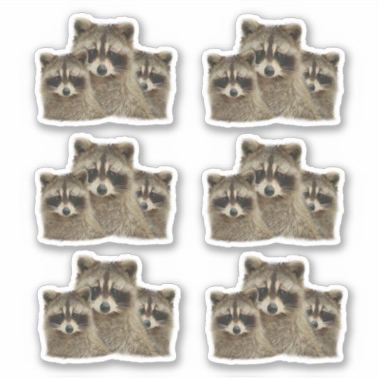 Sticker Famille de Raccoons (Devant)