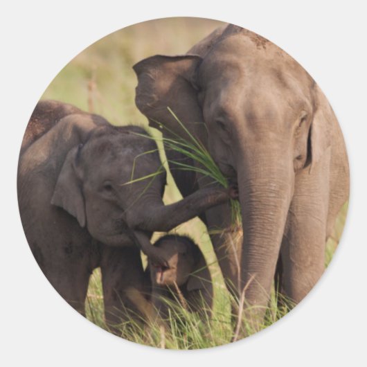Sticker Famille d'éléphants d'Asie indienne dans la Savann (Devant)