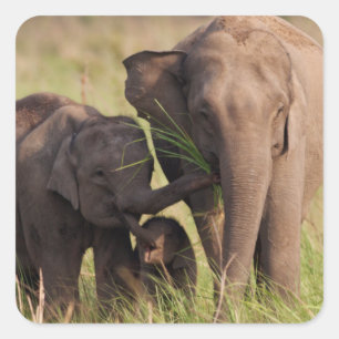 Sticker Famille d'éléphants d'Asie indienne dans la Savann
