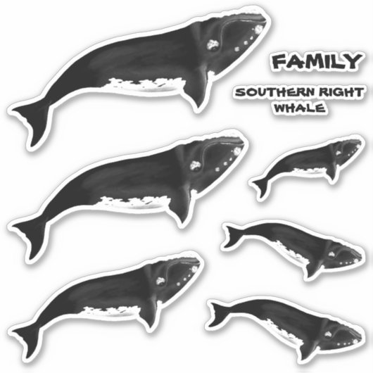 STICKER FAMILLE SUD-DROITE BALEINE (Devant)