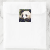 Sticker Faune Blanc Douce Panda Ours Visage (Sac)