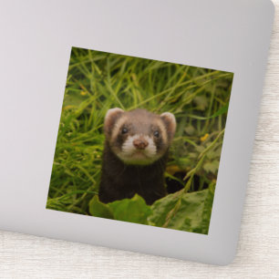 Sticker Ferret Brown mignon dans l'herbe photo