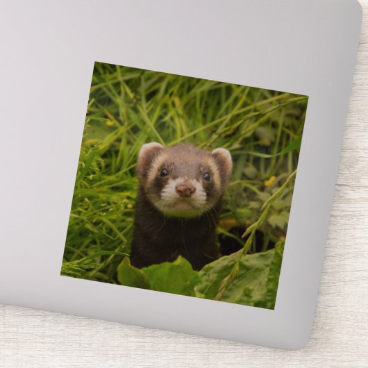 Sticker Ferret Brown mignon dans l'herbe photo (Détail)