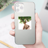 Sticker Ficus Ginseng (Téléphone)
