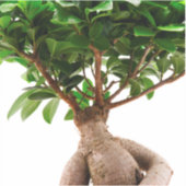 Sticker Ficus Ginseng (Devant)