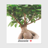 Sticker Ficus Ginseng (Feuille)