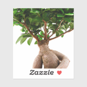 Sticker Ficus Ginseng