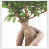 Sticker Ficus Ginseng (Feuille)