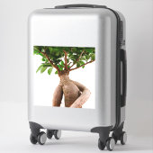 Sticker Ficus Ginseng (Sur valise)