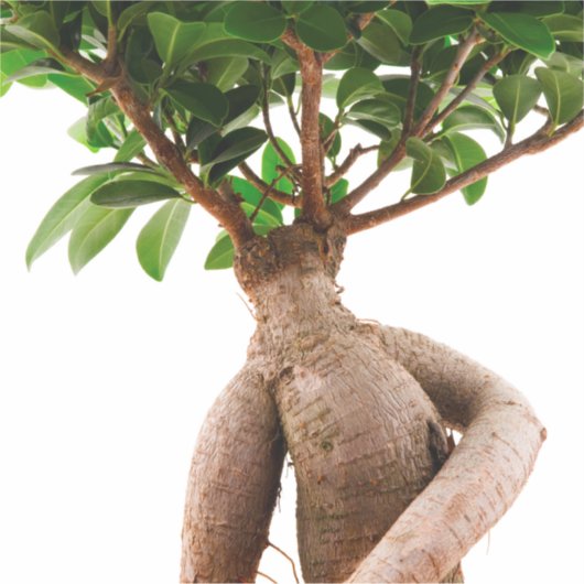 Sticker Ficus Ginseng (Devant)