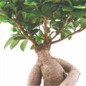 Sticker Ficus Ginseng (Devant)