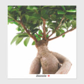 Sticker Ficus Ginseng (Feuille)