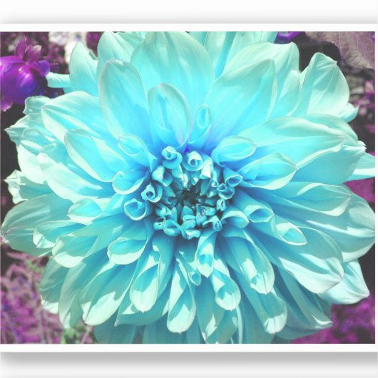 Sticker Fleur bleu clair Dahlia (Recto)