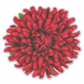 Sticker Fleur Dahlia Pinnata Rouge foncé (Devant)